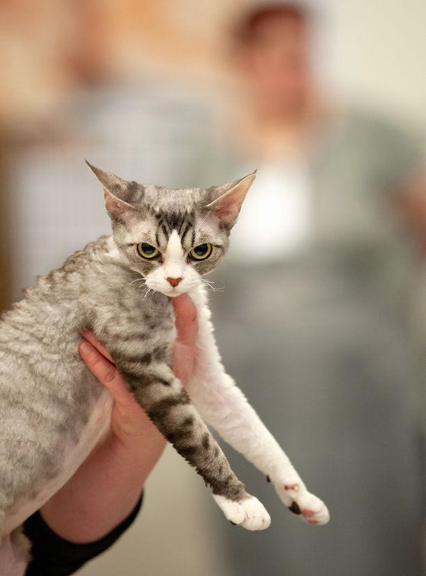 Kolmikko homo seksiä tarinoita