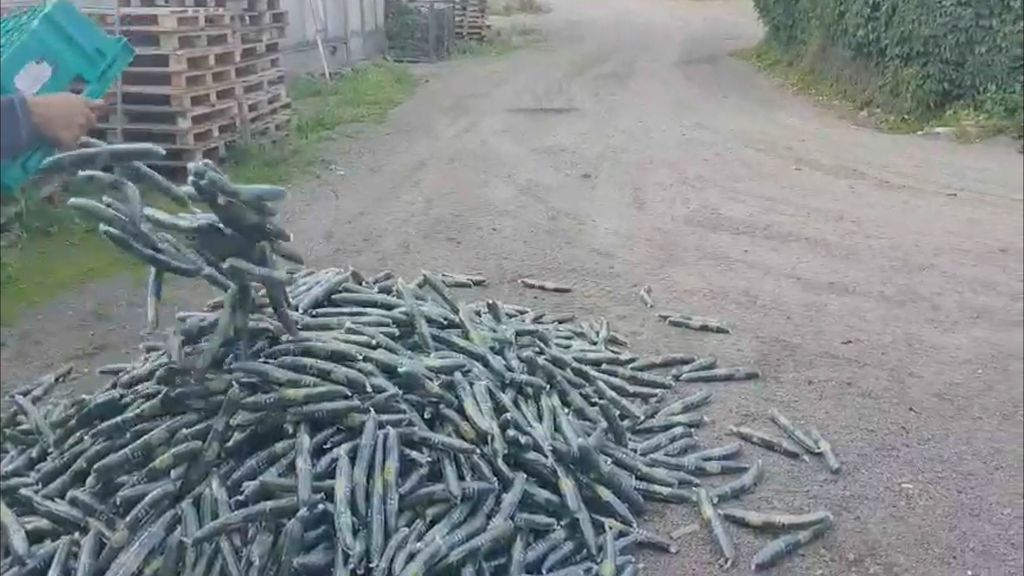 Kurkkuraivo iski! Kouvolalainen Marko tuhosi 500 kiloa vihanneksia: ”Poljetaan ne vaikka suohon”