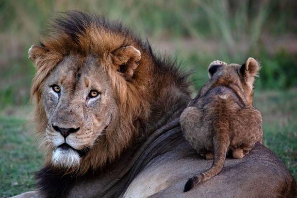 Tämä kuvasarja osuu sydämeen - kuin tosielämän Mufasa ja Simba