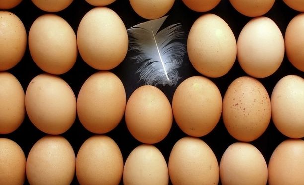 Oikein säilytetyt kananmunat ovat hyviä parasta ennen -päivän jälkeenkin.