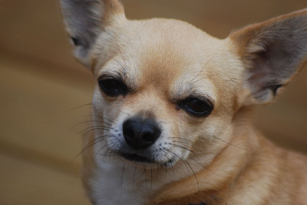 Pienen koiran kauhujen koti: Omistaja pyöritti pissassa, löi nyrkillä ja kuritti chihuahuan pentua