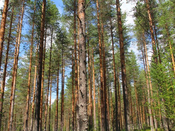 Metsät sitovat itseensä hiiltä. 