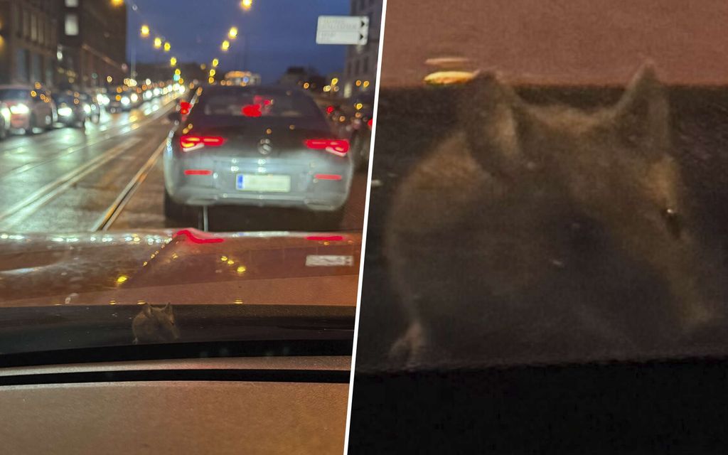 Marko-Oskarin kyytiin nousi salamatkustaja – Sitten kävi köpelösti: ”Aika raju törmäys”