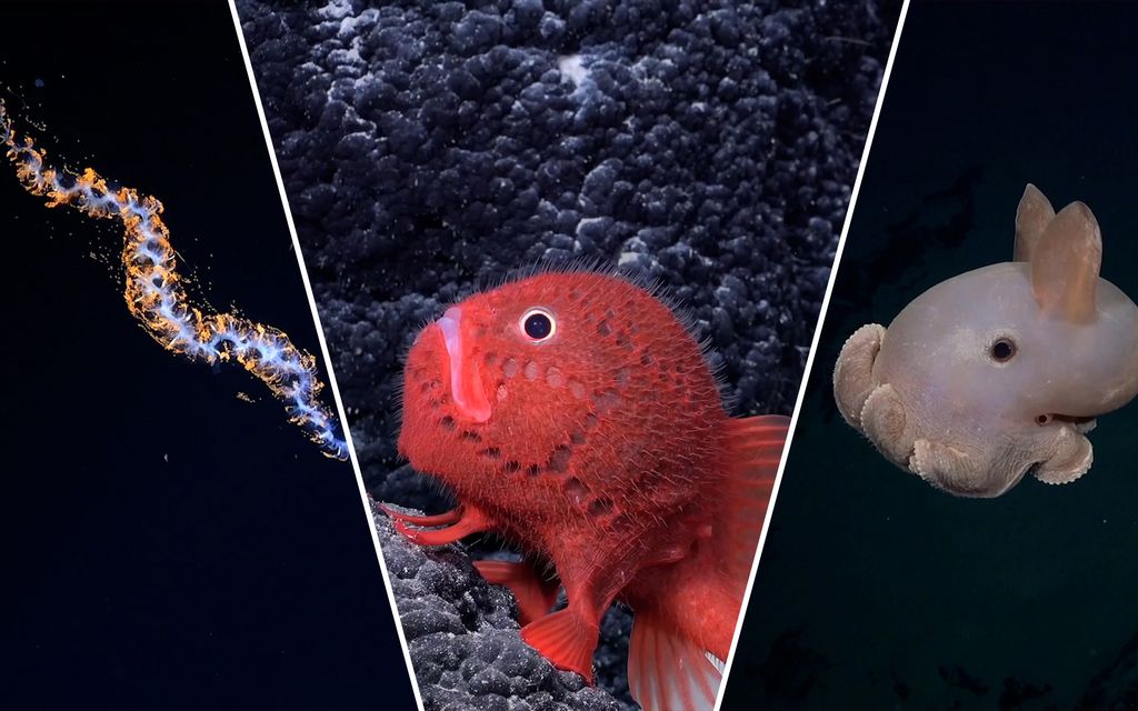 Kuin vieraalta planeetalta – Tutkijat löysivät merenalaisia olentoja, joita he eivät aikaisemmin ole nähneet
