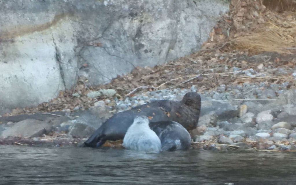 Hellyttävä kuva: Saimaalla todistettiin erittäin harvinaista norppanäkyä