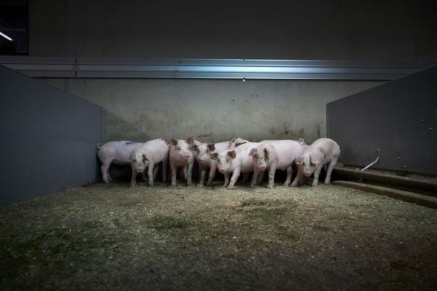 Kurikka peruutti koululaisryhmiensä vierailut sikojen kohtelua kritisoivaan näyttelyyn. Kuvituskuva.