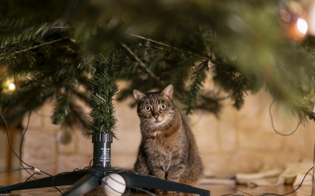Missä kissa luuraa? Vain harva löytää joulukuuseen piiloutuneen lemmikin