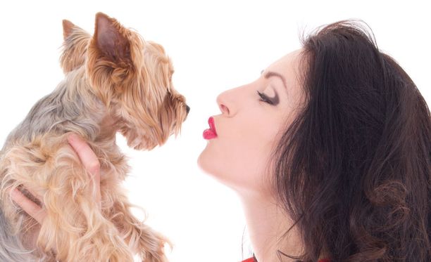 Koiraa pusutellessa on mahdollista saada bakteeri, joka on terveydellesi haitallinen. Tämä tosin on mahdollista myös toista ihmistä suudellessasi.