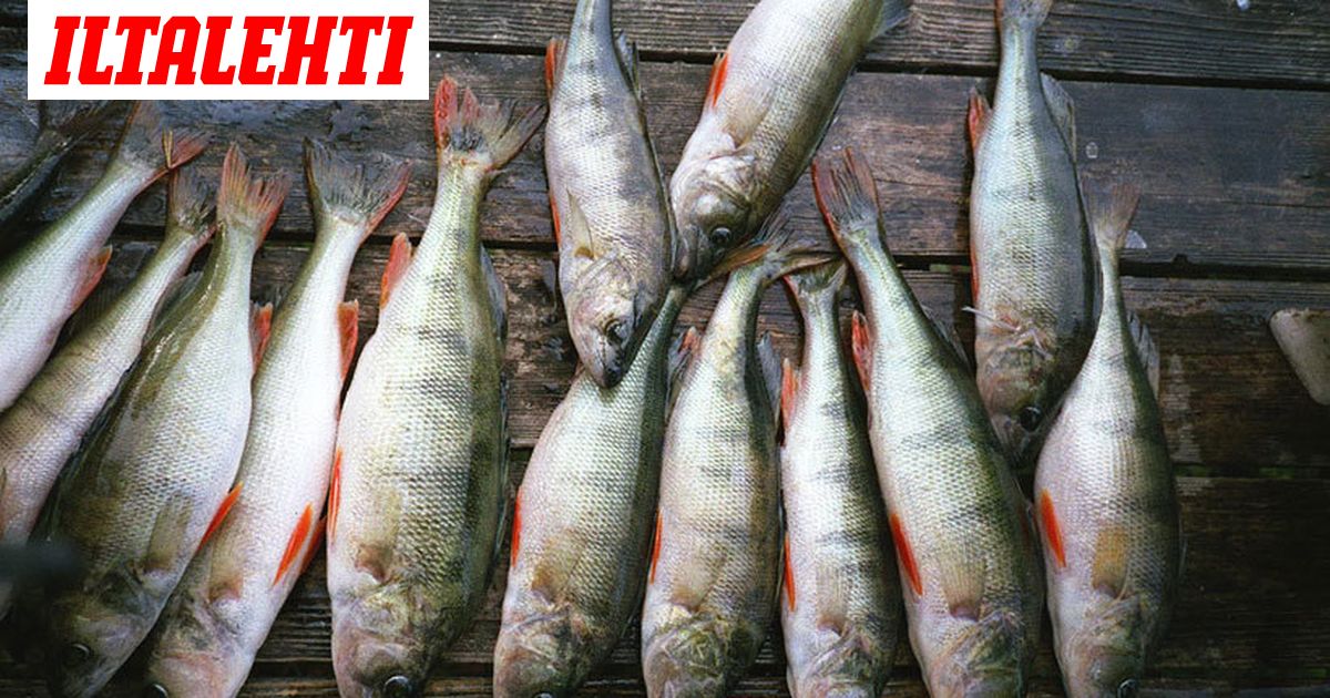 Näitä kaloja saa syödä hyvällä omatunnolla