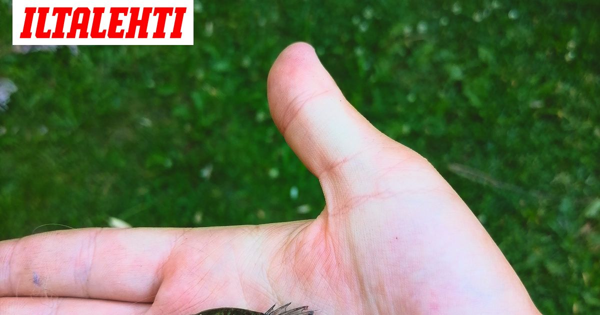 www.iltalehti.fi