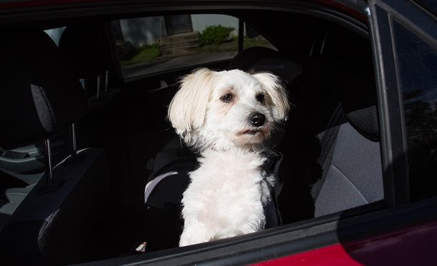 Autoilu koiran kanssa sujuu turvallisesti, kun lemmikki on totutettu matkantekoon. Kuvan koira ei liity juttuun.