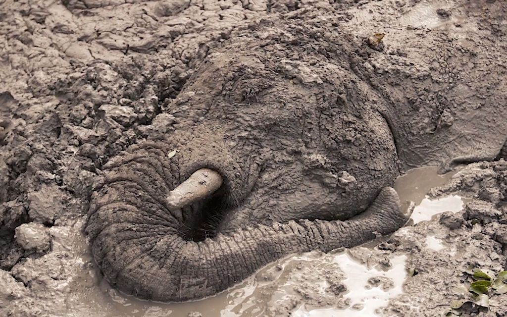 Vettä etsineet norsut juuttuivat mutaan – massiivinen pelastus­operaatio kuvattiin videolle