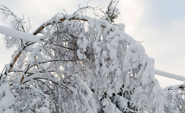 Sähkökatkoja aiheuttavat esimerkiksi lumen sähkölinjojen päälle painamat puut. Kuva vuodelta 2011.