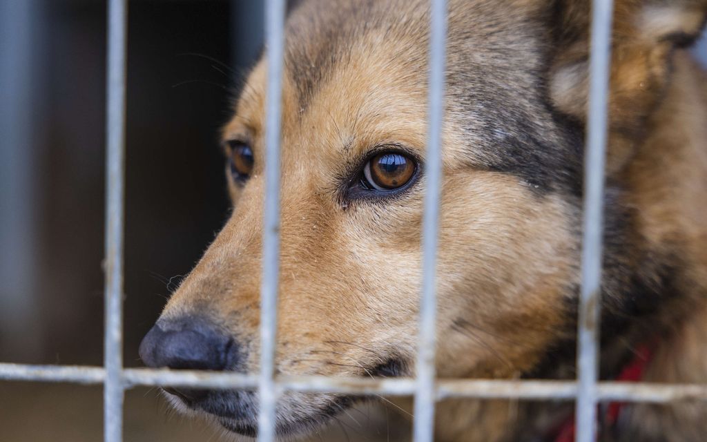 V Sonkajärvellu zaradi zanemarjanja usmrtili več deset živali