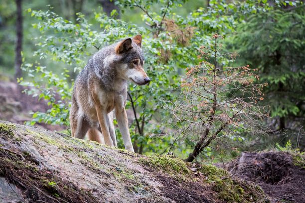 Susi lähestyi koiraa Huittisilla