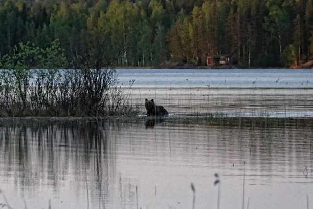 Jussi-Pekka Laamasen kalastus loppui lyhyeen, kun vastarannalta lähti uimaan karhu.