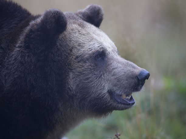 Itä-Suomen poliisi ilmoittaa lopettaneensa pyyntiraudan haavoittaman karhun Sonkajärven Löytölänmäellä.