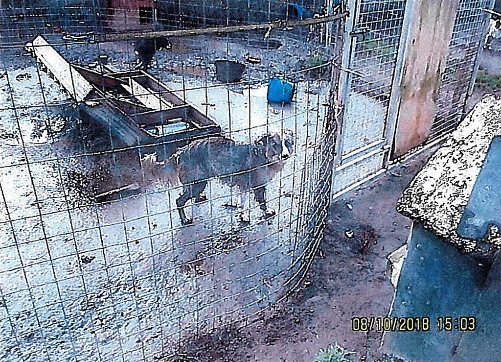 Koirankasvattajan karmeat rikokset paljastuivat oikeudessa – pahoinvoivia eläimiä pidettiin vuosia keskellä ulostehelvettiä