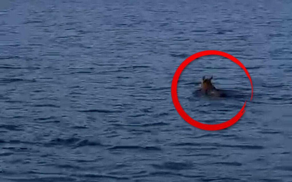 Pihla kuvasi yllättävän näyn Naantalissa – Videolla yli puoli miljoonaa näyttökertaa
