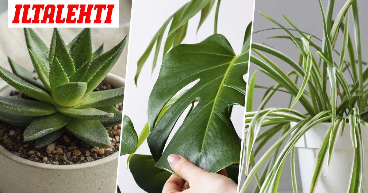 Tämä kasvi puhdistaa ilmaa ja kasvaa metrien mittaiseksi – Katso lista ...