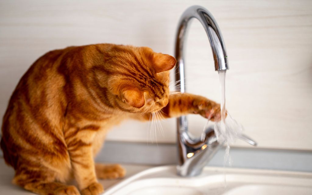 Taloyhtiö vei vesivahinko­riidan oikeuteen – kissojen rotu pelasti asukkaan