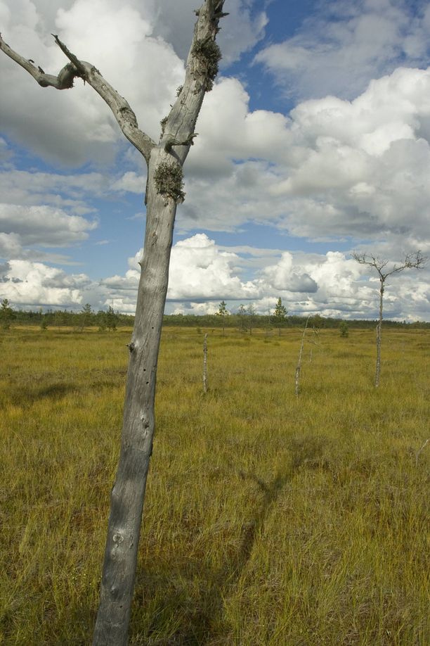 Torronsuo on Suomen soista syvin.
