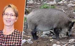 Aura Ansaharju Iltalehti aura-ansaharju-iltalehti
