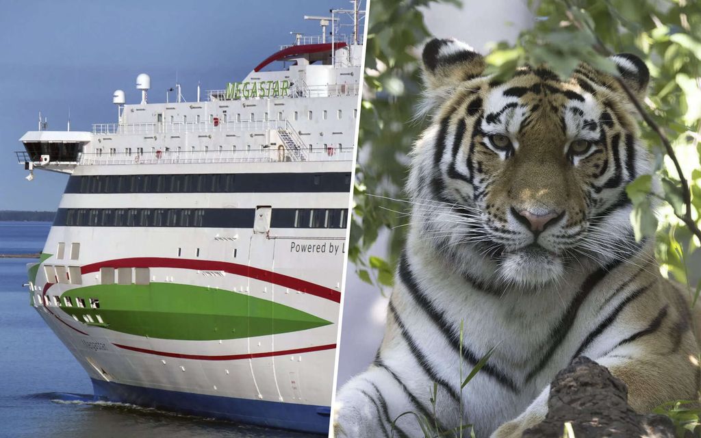 Tiikeri matkusti laivalla Helsingistä Tallinnaan