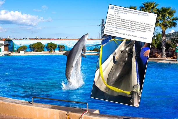 Särkänniemen Veera-delfiini siirrettiin Kreikasta Italiaan