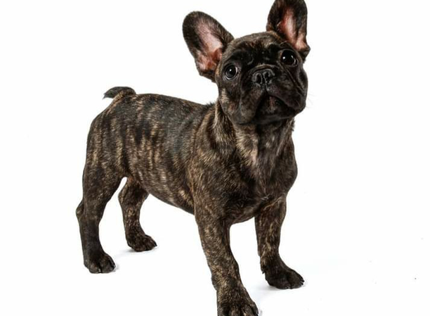 Mervi Reinikan ihanne ranskanbulldoggi on urheilullisen näköinen, lihaksikas, sutjakka ja hyvin liikkuva.