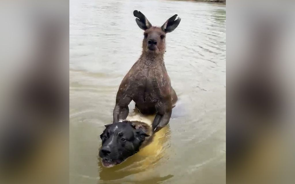 Miehen videosta somehitti: Lihaksikas kenguru kaappasi koiran