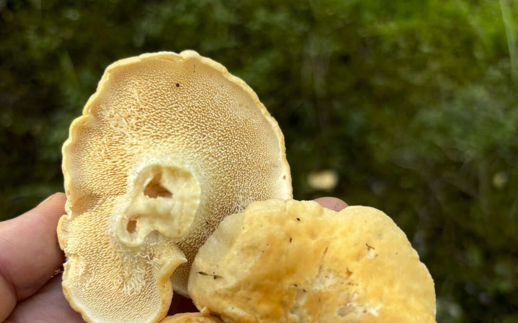 STUK selvitti: Näissä ruokasienissä on eniten säteilyä