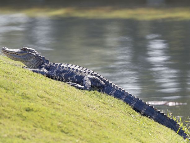 Alligaattorit viihtyvät Etelä-Carolinan golfkentillä.