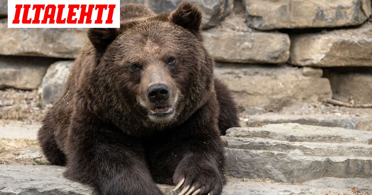 www.iltalehti.fi