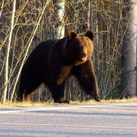 Lieksa: Poliisi lopettaa loukkaantuneen karhun