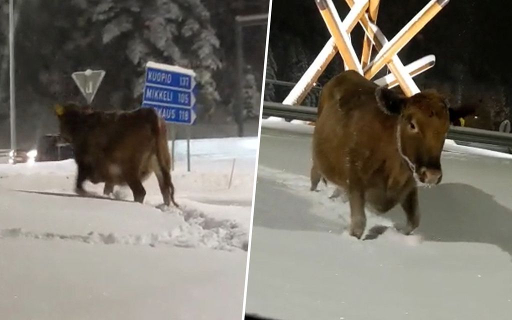 Mitä ihmettä? Lehmä tallusteli liikenne­ympyrässä Vaajakoskella