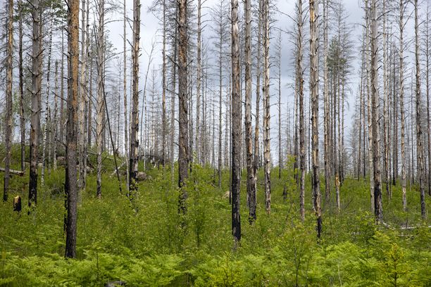 Tätä mieltä metsien suuromistajat ovat ennallistamiskeskustelusta