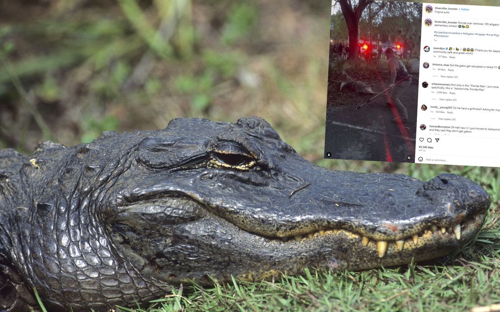 Alligaattori pamahti ala-asteen pihaan – Vapaaottelija tuli hätiin: ”Tunsin oloni Batmaniksi”