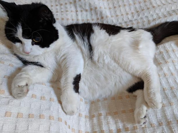 Boris-kissa katosi omistajaltaan lauantaina aamuyöllä ja joutui mitä ilmeisimmin varkaan kynsiin.