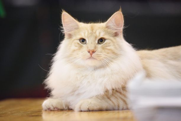 musta teini pillua xnxx