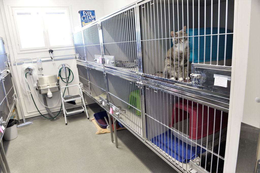 Helsinkiläisnainen hylkäsi kissansa julmasti: eläinparka kituutti nälässä ja vilussa parvekkeen alla – auttajat toimittavat eläinklinikalle, mutta omistaja antoikin tappokäskyn