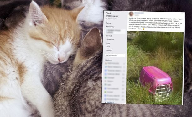Kissa löytyi suljetussa laatikossa Ähtärin Torakkakankaalta. Kuvituskuva kissoista ja kuvakaappaus Facebook-jaosta.