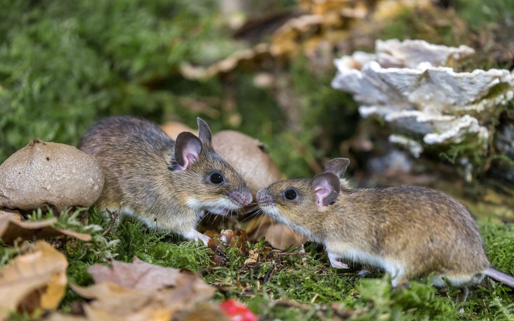 Tutkijat loivat hiiriä, joilla on kaksi isää – Kokeillaan seuraavaksi ihmisillä