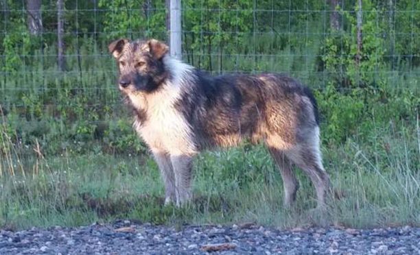 Herra Koira kuvattiin viikonloppuna Sangisissa, Norrbottenin läänissä. Kuvaaja kuvaili koiraa likaiseksi ja araksi.