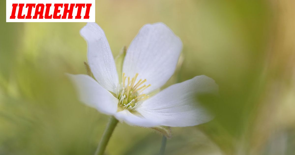 Tuore Ennuste Kesan Marjasadoista Kuivuus Verottaa Mustikkaa
