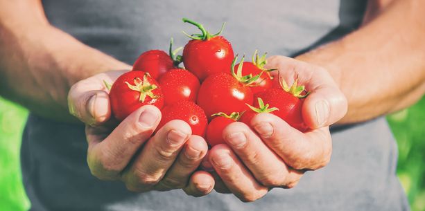 Tutkimuksen mukaan tomaattien syömisestä saattaa olla apua erityisesti miehille.