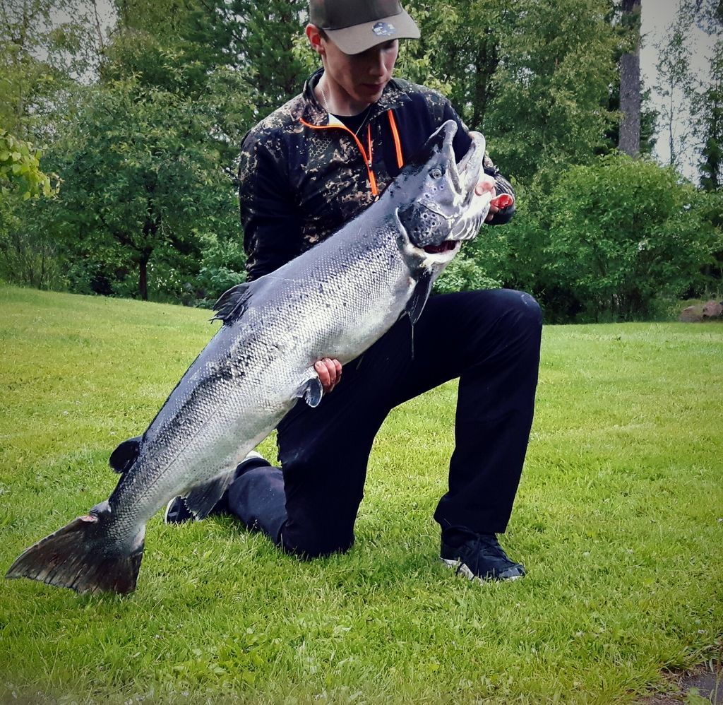”Luulin vaapun jääneen pohjaan kiinni”: Kalle, 18, nosti Oulun merikoskesta 16-kiloisen lohen - Tornionjoen jättikojamo ei paljoa kalvennut