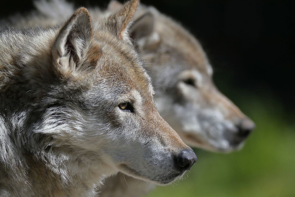 Rikostutkinta: Metsästyskoira söi salametsästäjien susille tarkoittaman myrkkysyötin ja kuoli