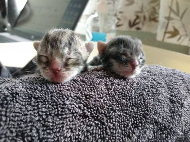 Pentuja odottanut Daria-kissa pelastettiin täpärästi kylmästä, ei kyennyt  hoitamaan pienokaisia - kissaongelma paisuu hälyttävästi Pirkanmaalla