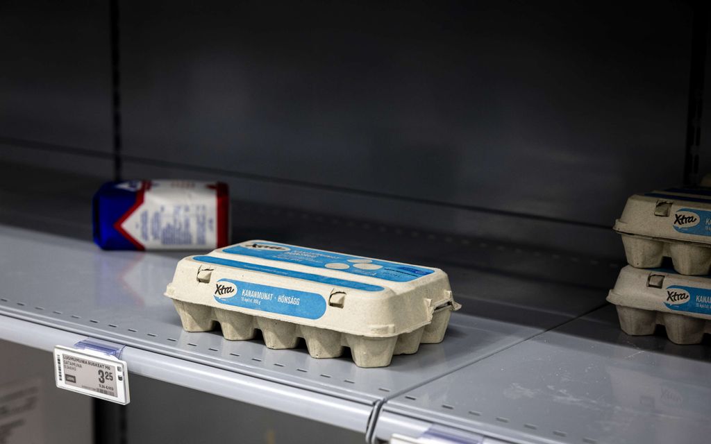 Kananmunapulan karu syy löytyi – Kukaan ei sano ääneen